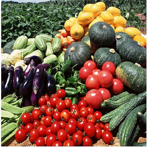 高原夏菜新鲜直供 守诚农产品专业合作社为您提供优质蔬菜套餐