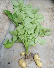 青岛胶州 优质农产品的集散地，一站式价格与批发采购指南