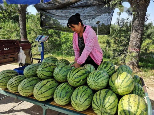 蓝田优质农产品 白鹿原西瓜的独特魅力